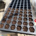 seed tray