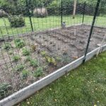 seedlings transplanted